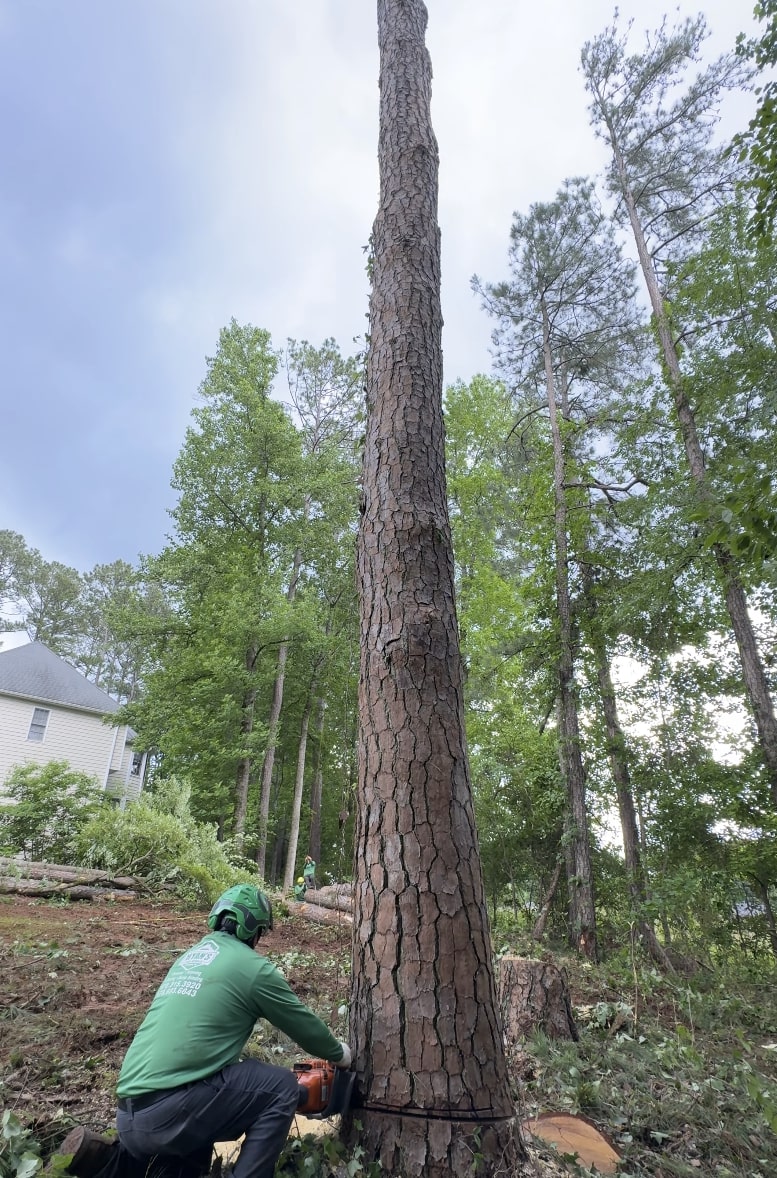 Professional tree removal service in Woonsocket, RI