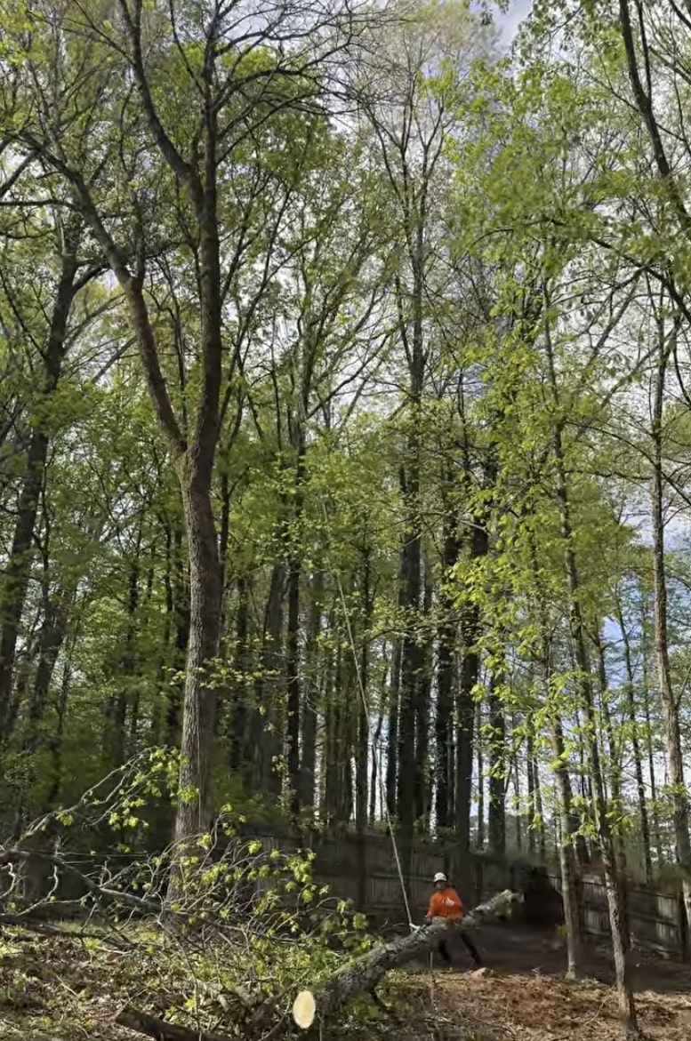 Tree service professionals working safely in forested area