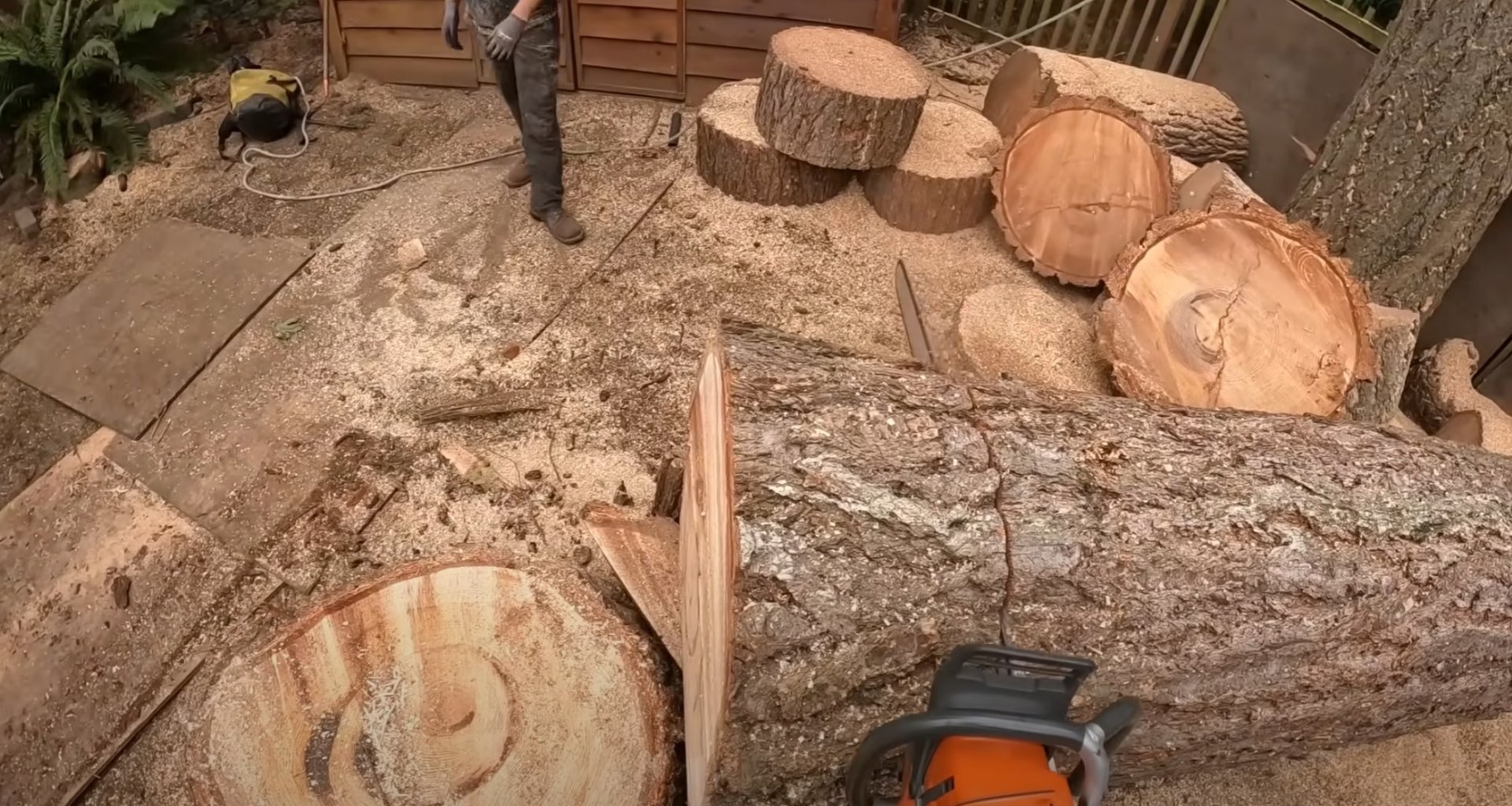 Cut tree logs and sections showing professional tree removal work