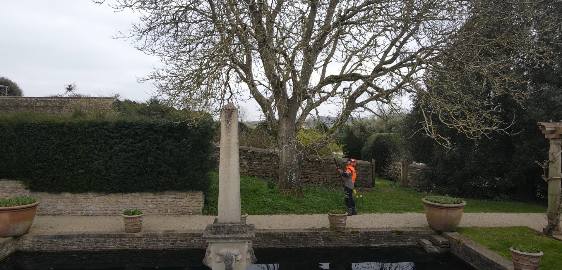 Tree service professional working on large tree in scenic garden setting