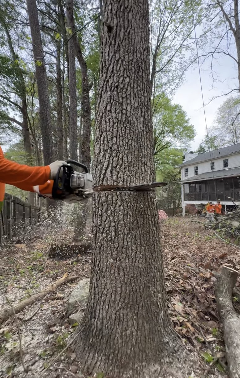 Professional tree removal using chainsaw in residential area