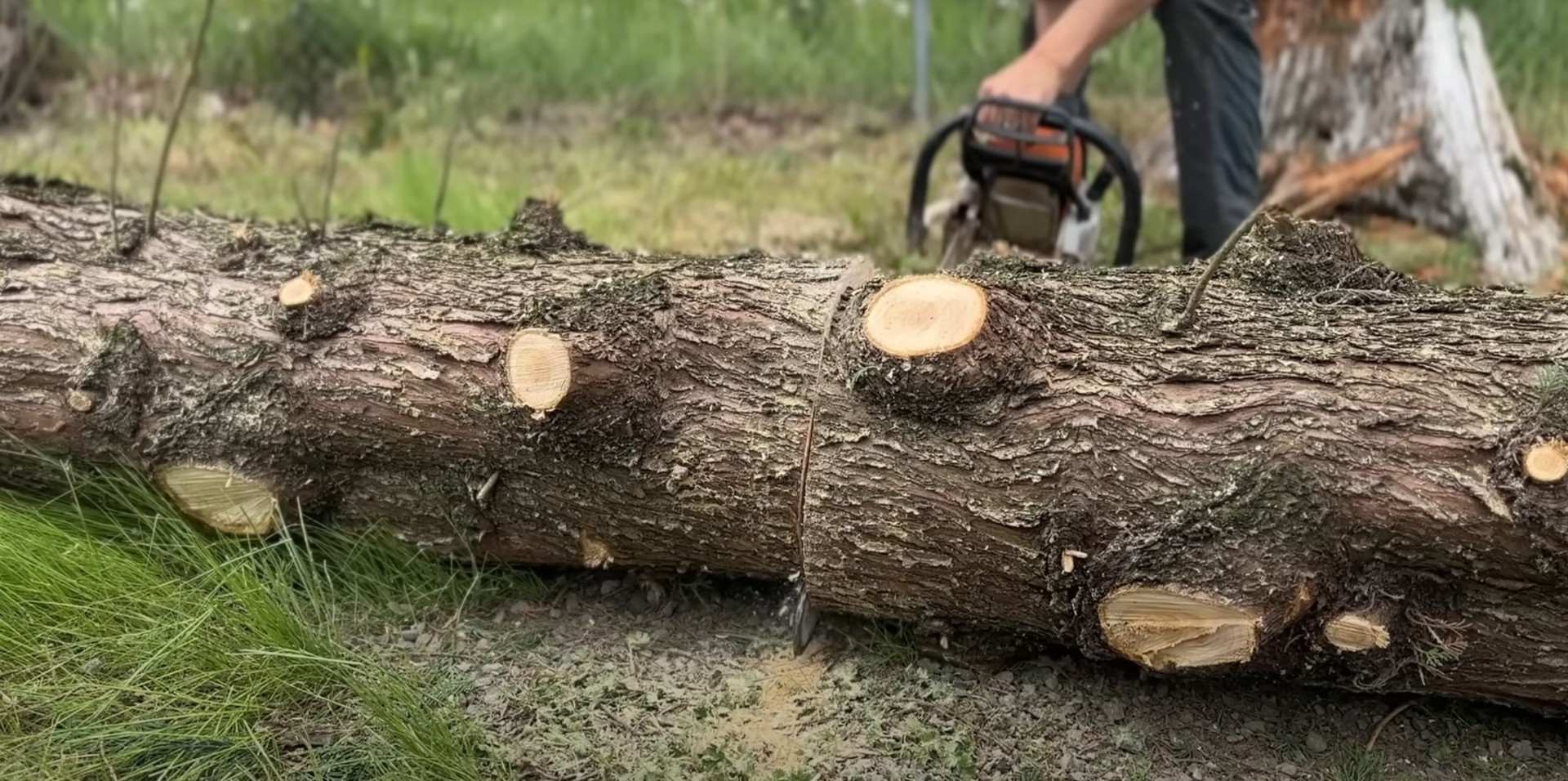 Professional tree cutting showing precise sectioning techniques