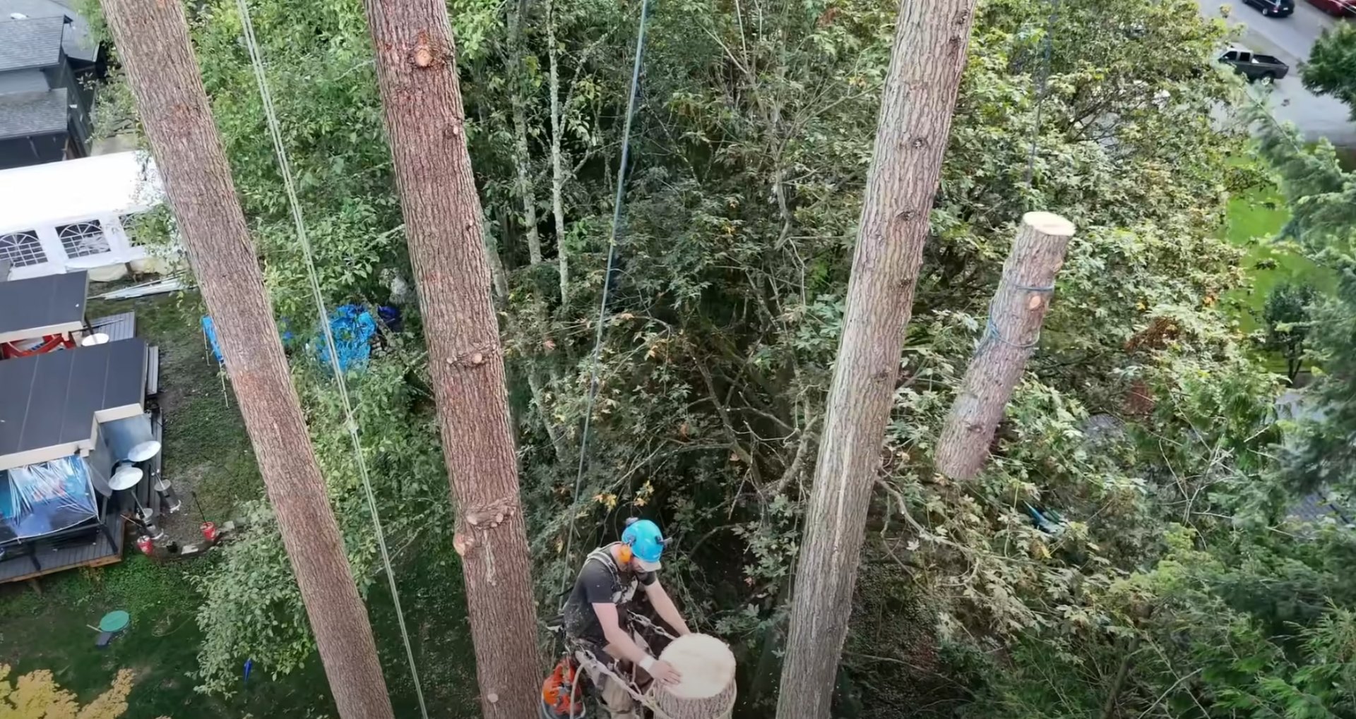 Aerial view of tree service professional performing tree removal