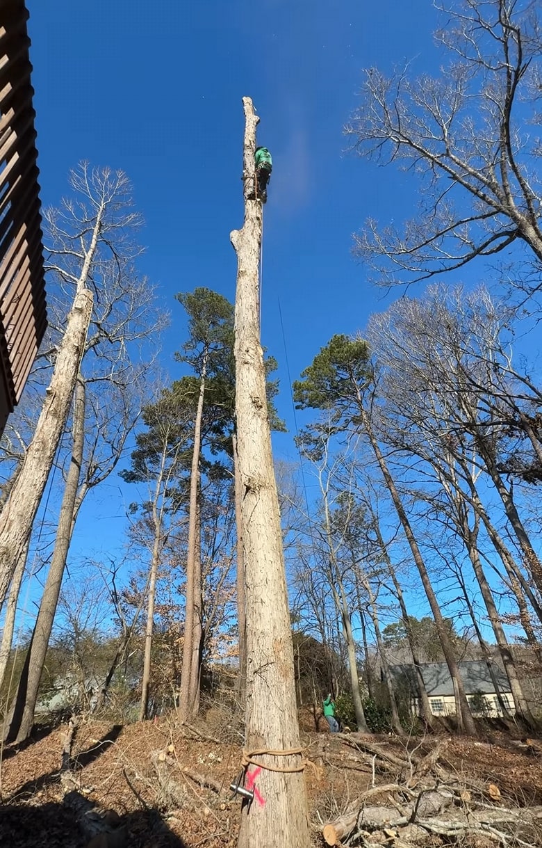 Professional tree climber performing tree removal